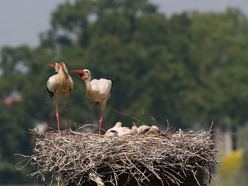 Ciconia ciconia Ooievaar White Stork